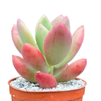 x Pachyveria 'Royal Flush'