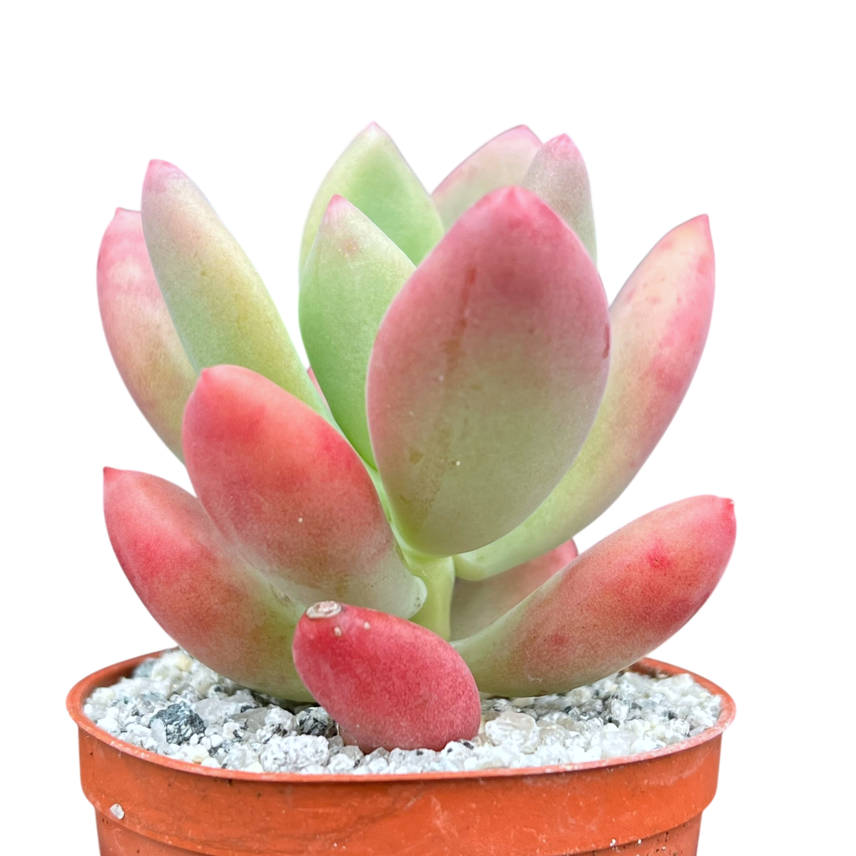 x Pachyveria 'Royal Flush'