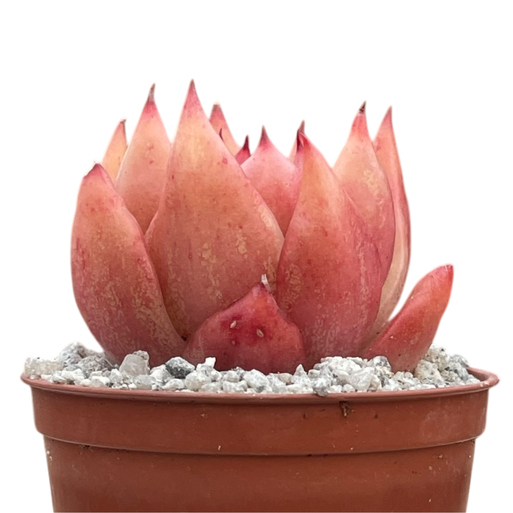 Echeveria 'Frank Reinelt'