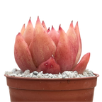 Echeveria 'Frank Reinelt'