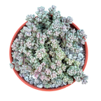 Sedum dasyphyllum minor