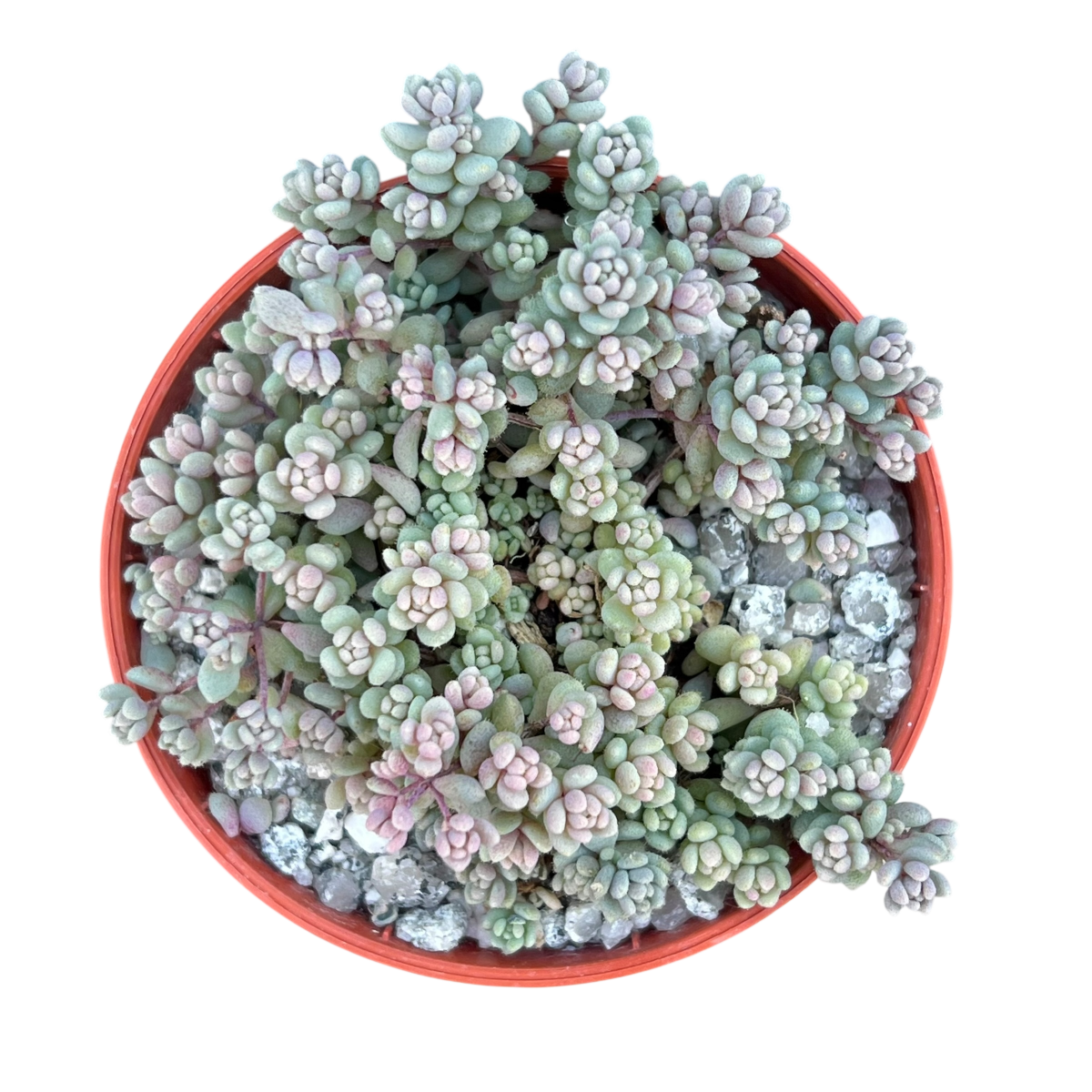 Sedum dasyphyllum minor