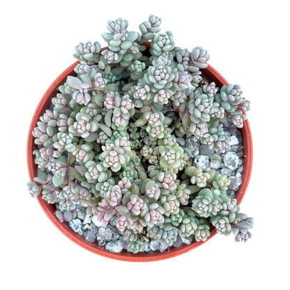 Sedum dasyphyllum minor