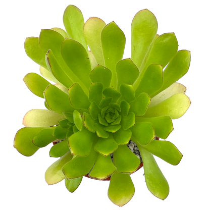 Aeonium 'Cupcake'