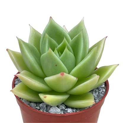 Echeveria 'Corymbosa'