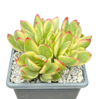 Crassula 'Money Maker' variegata