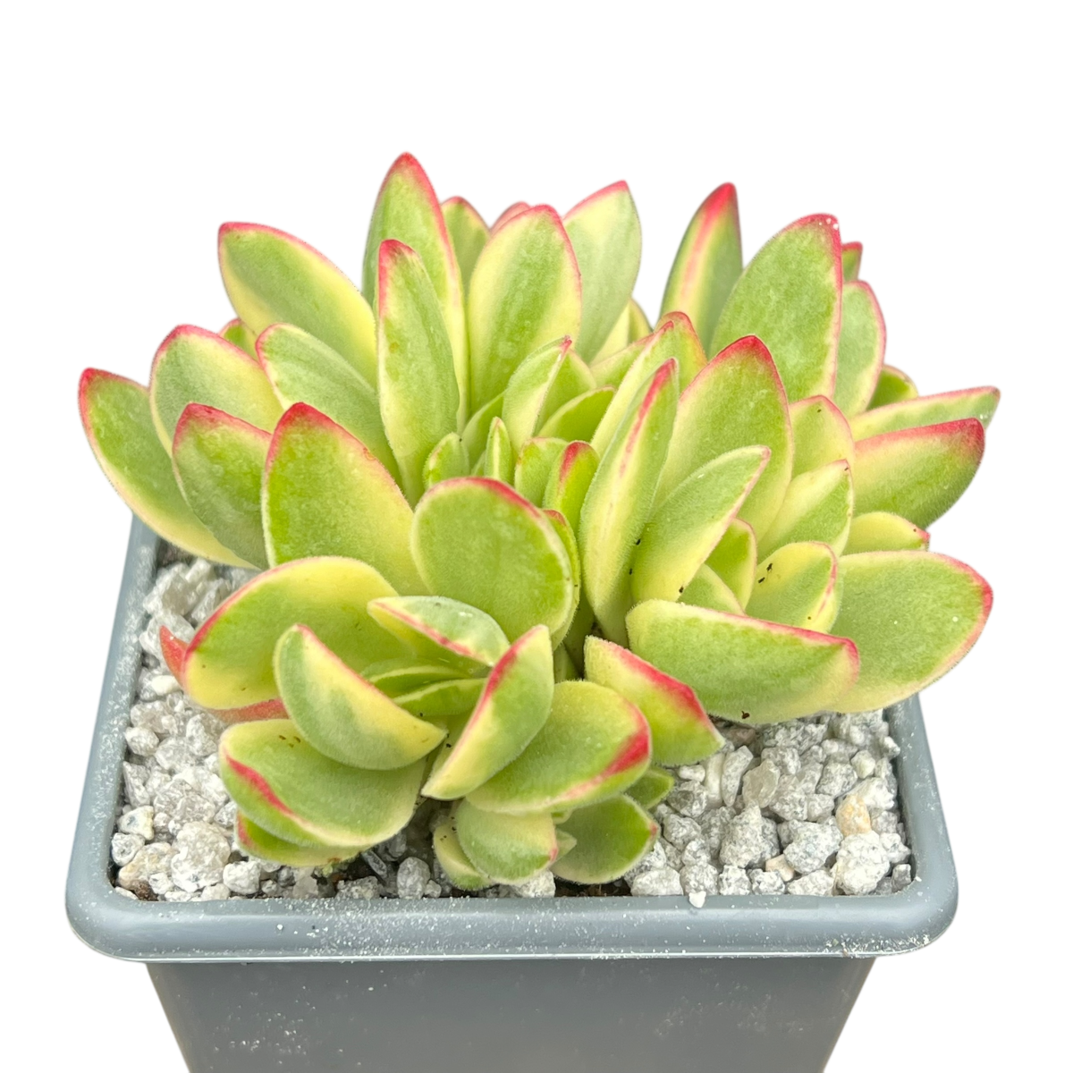 Crassula 'Money Maker' variegata
