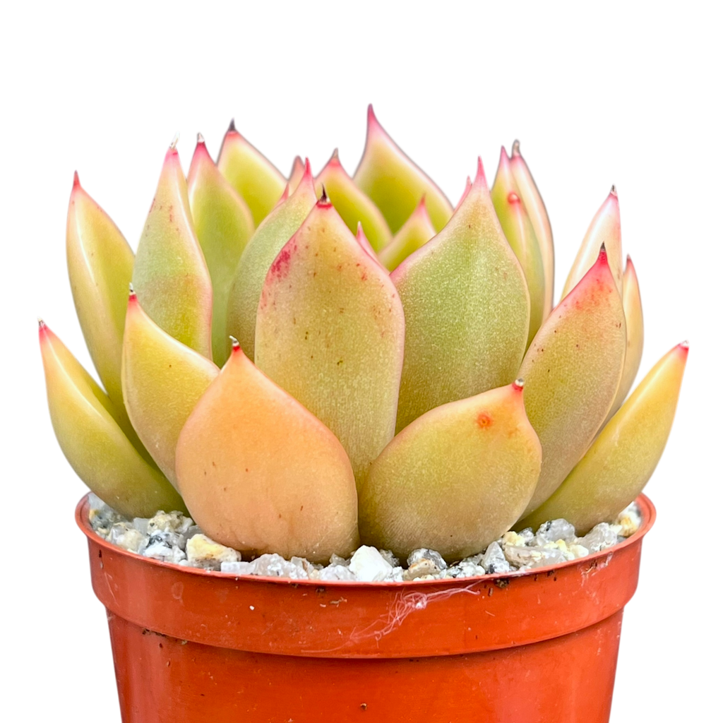 Echeveria agavoides 'Mira'