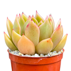 Echeveria agavoides 'Mira'