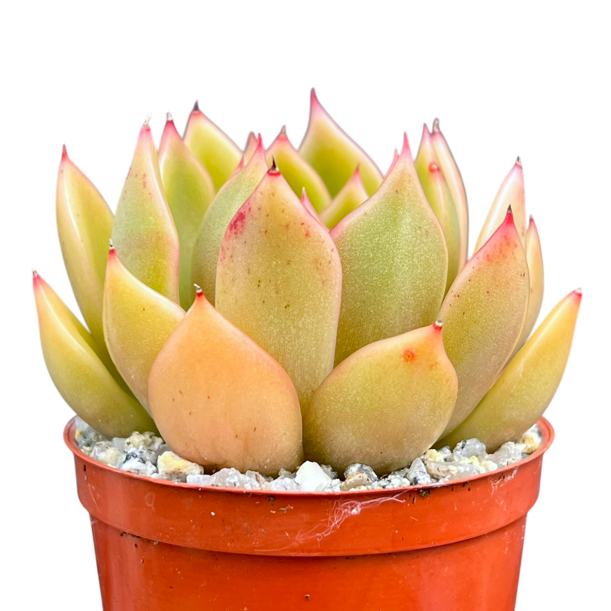 Echeveria agavoides 'Mira'