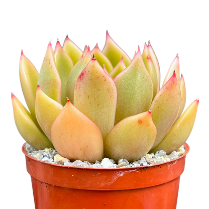 Echeveria agavoides 'Mira'