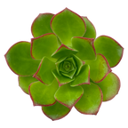Aeonium 'Paradise'