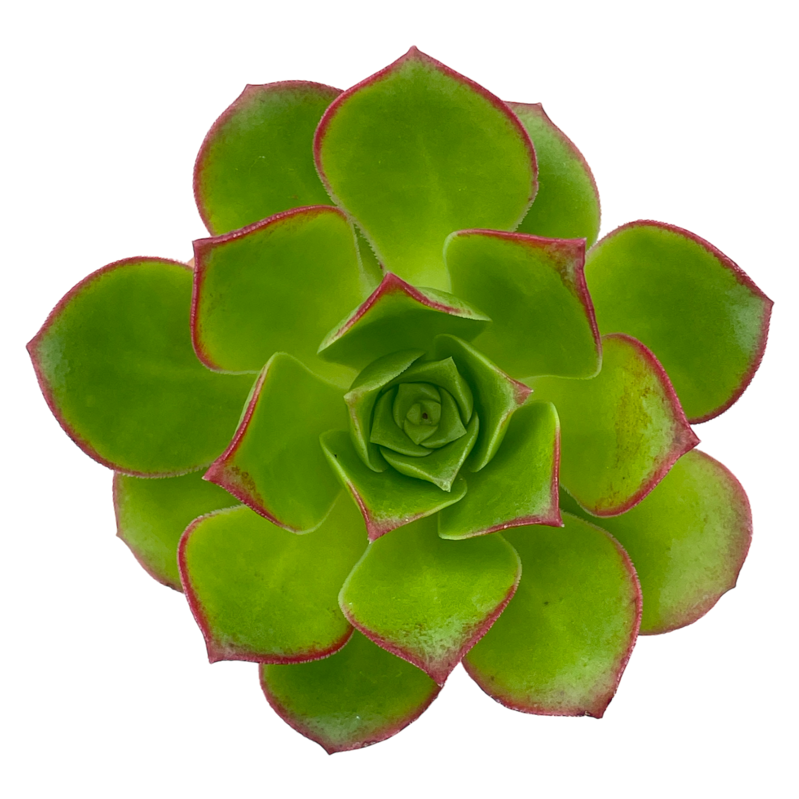 Aeonium 'Paradise'