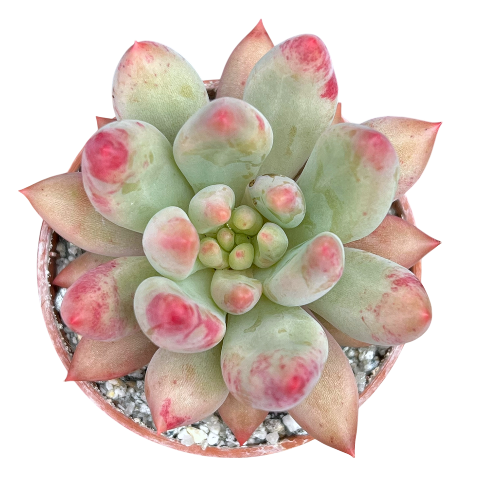 x Pachyveria 'Angel's Finger'