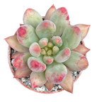 x Pachyveria 'Angel's Finger'