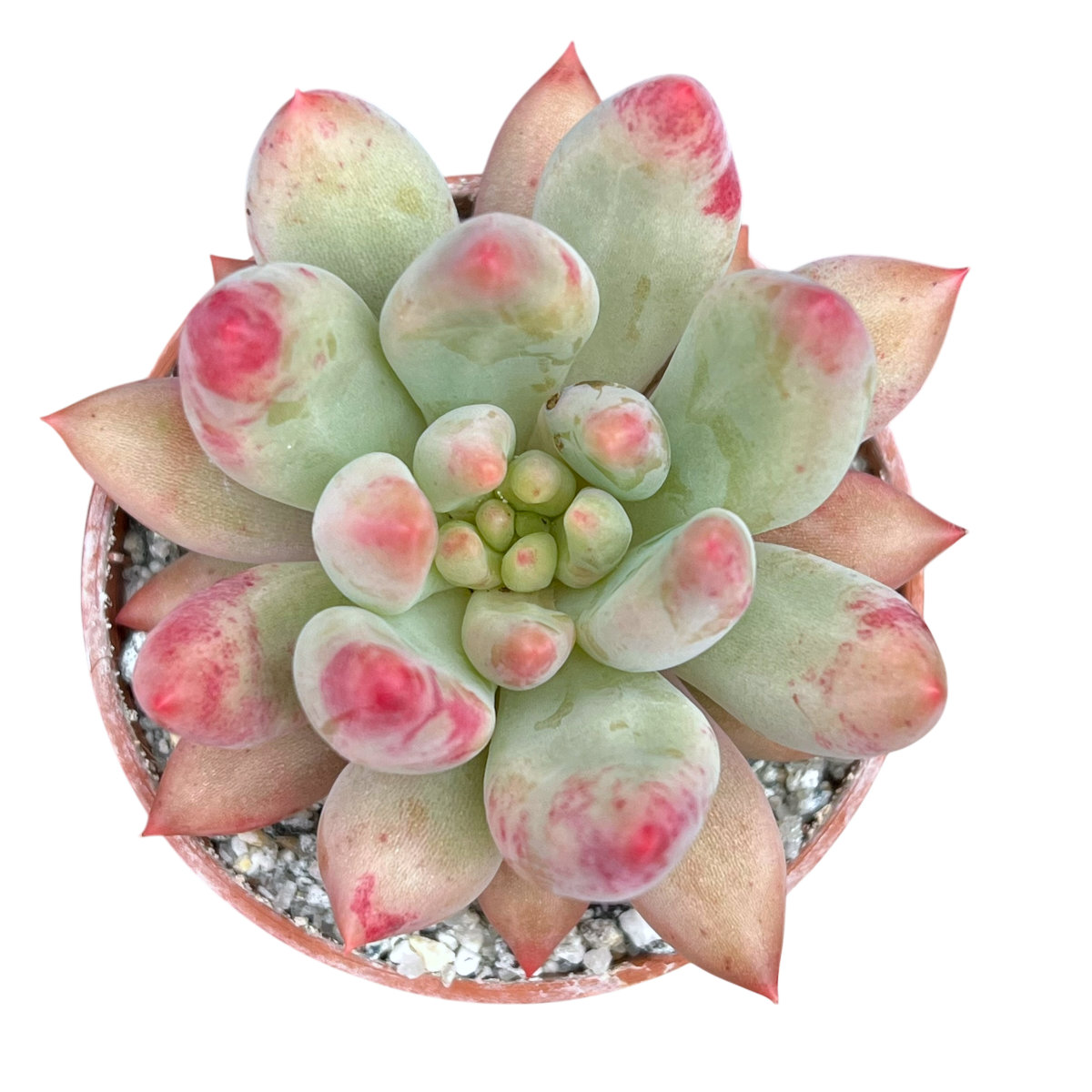 x Pachyveria 'Angel's Finger'