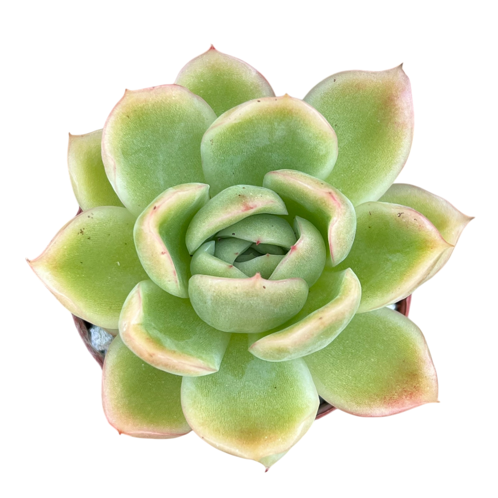Echeveria 'Gilva'