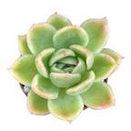 Echeveria 'Gilva'