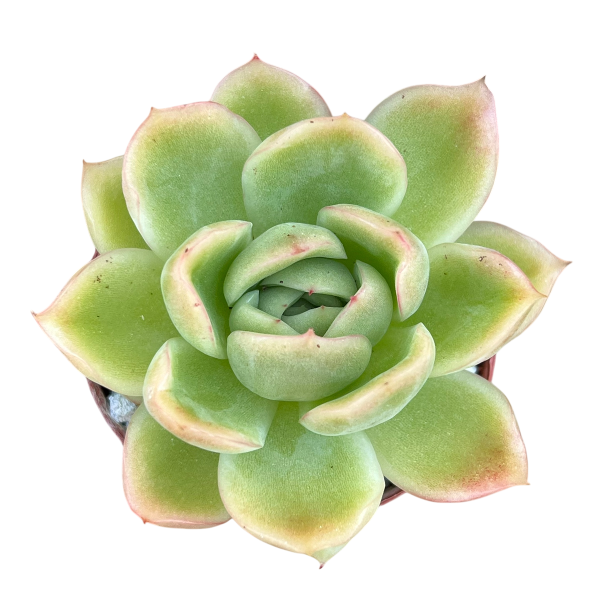 Echeveria 'Gilva'