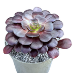 Aeonium 'Plum Purdy'