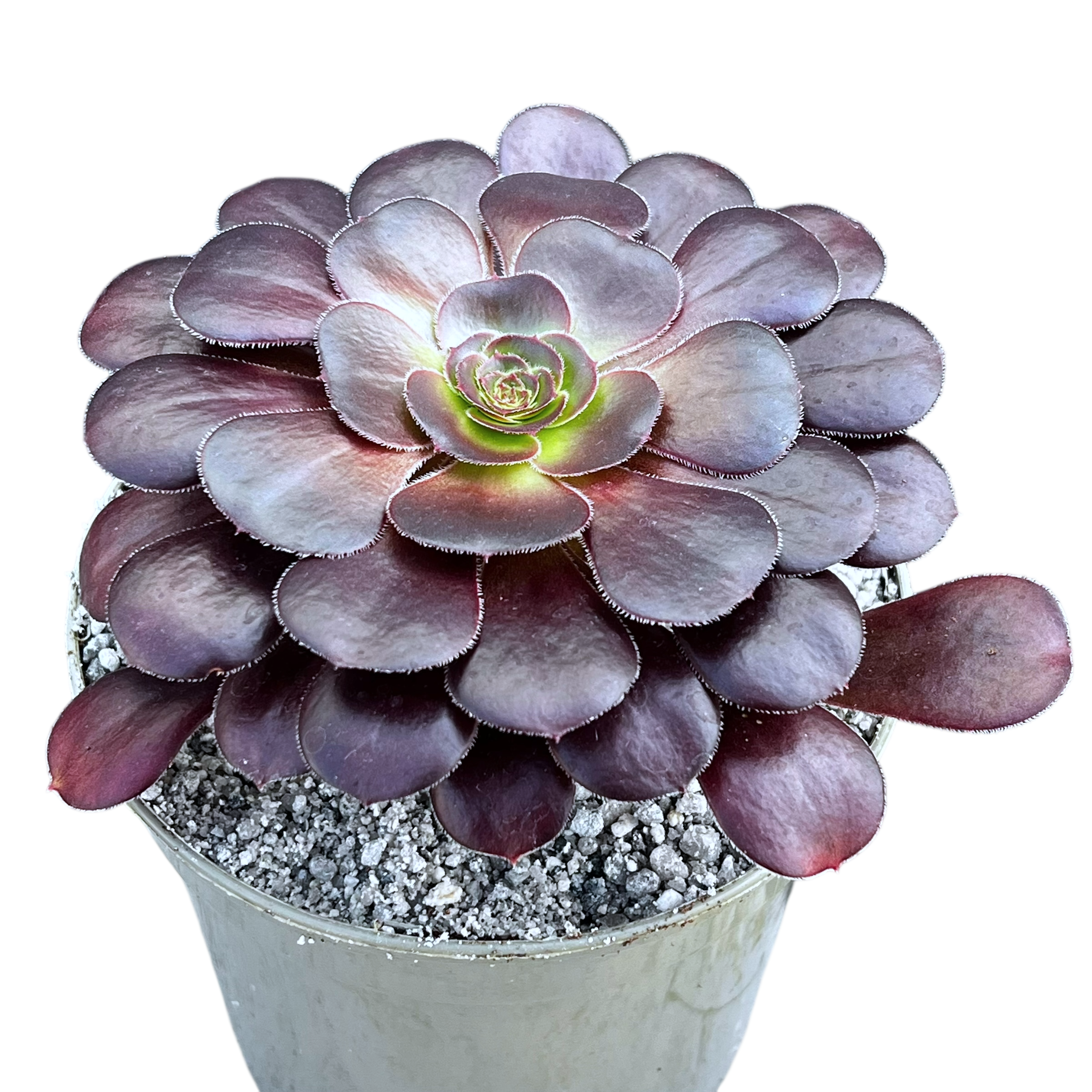 Aeonium 'Plum Purdy'