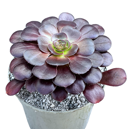Aeonium 'Plum Purdy'