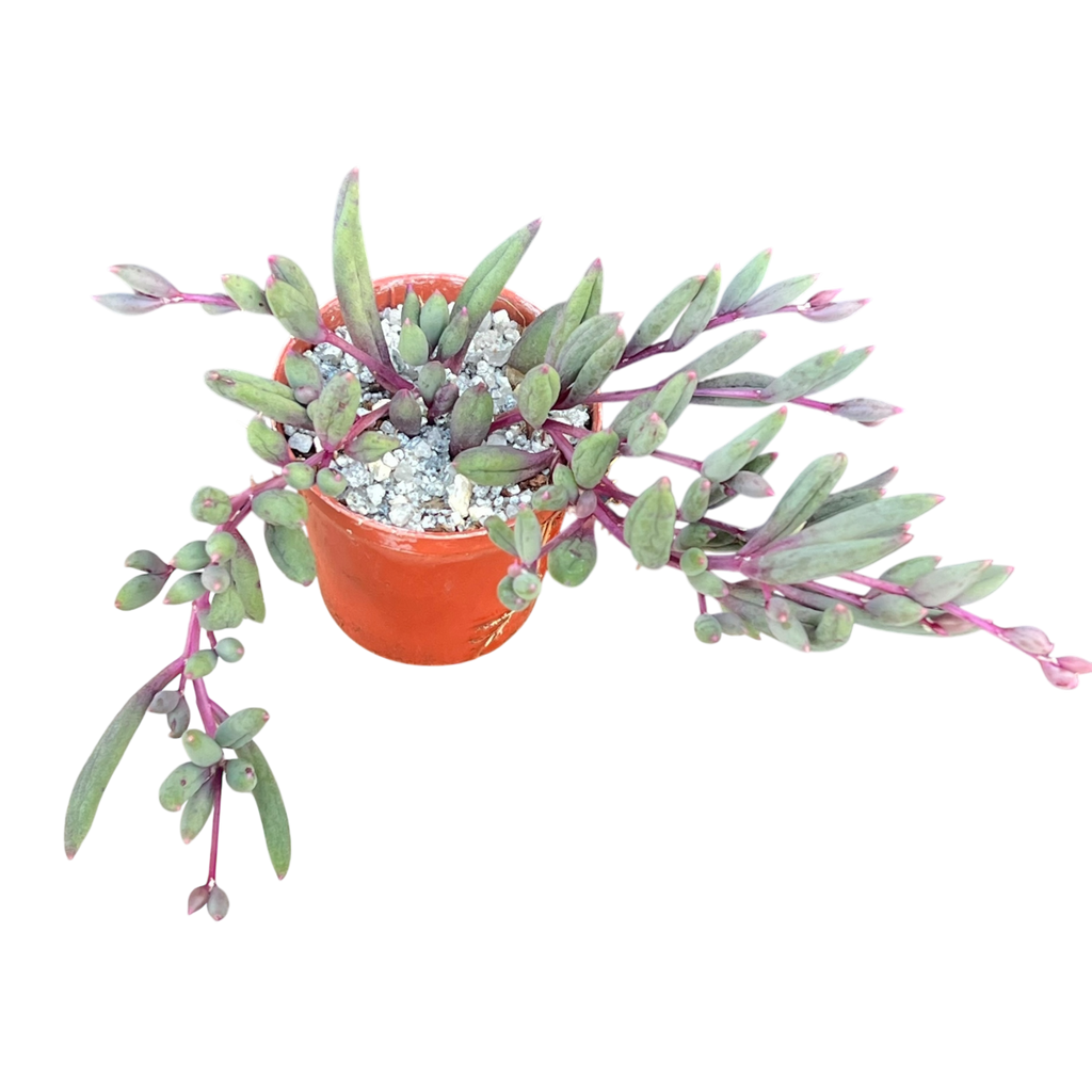 Othonna capensis | Ruby Necklace