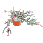 Othonna capensis | Ruby Necklace