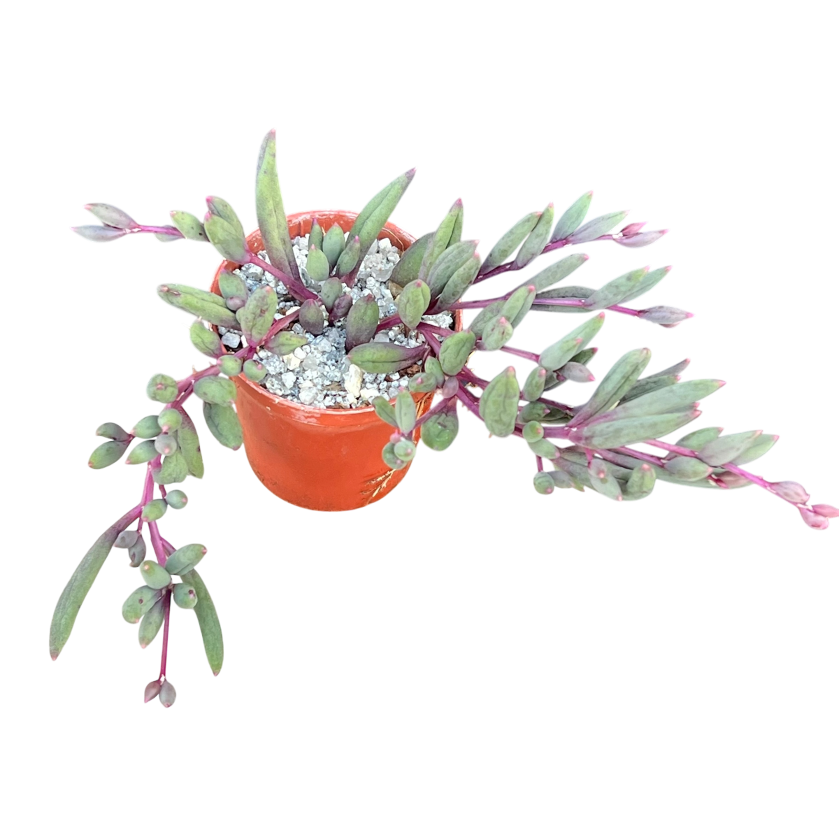 Othonna capensis 'Ruby Necklace'