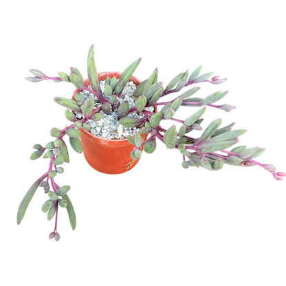 Othonna capensis 'Ruby Necklace'