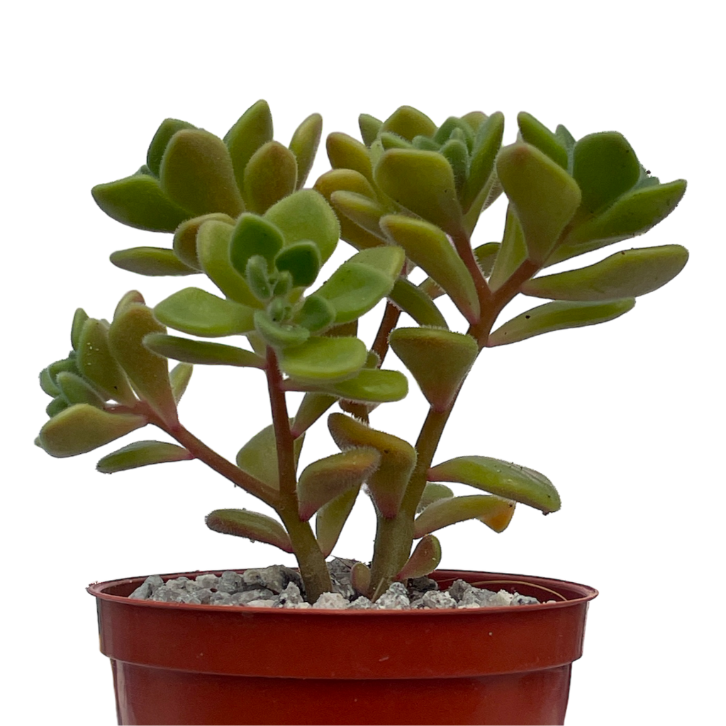 Aichryson bethencourtianum