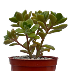 Aichryson bethencourtianum