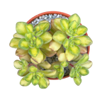 Aichryson bethencourtianum f. variegatum