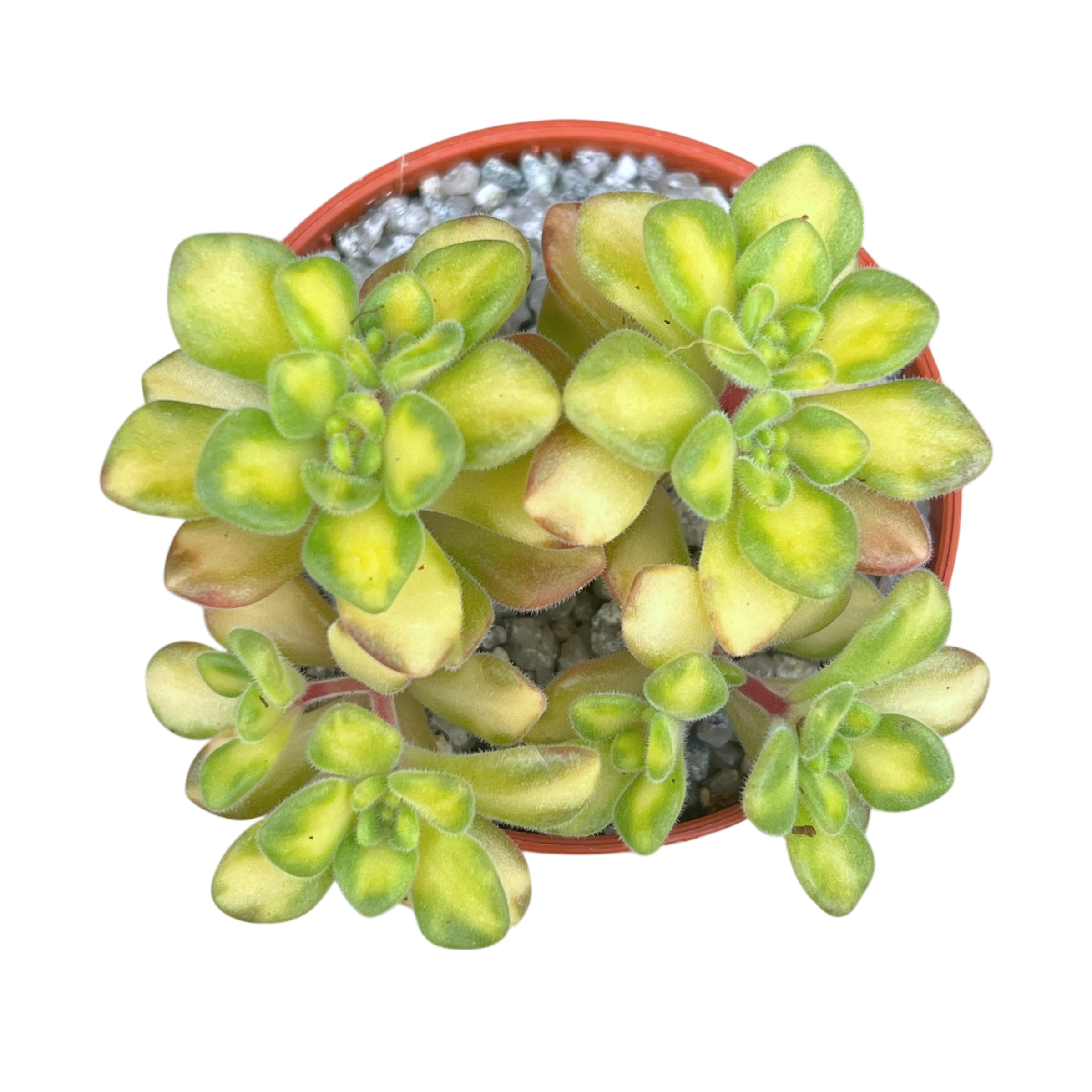 Aichryson bethencourtianum f. variegatum