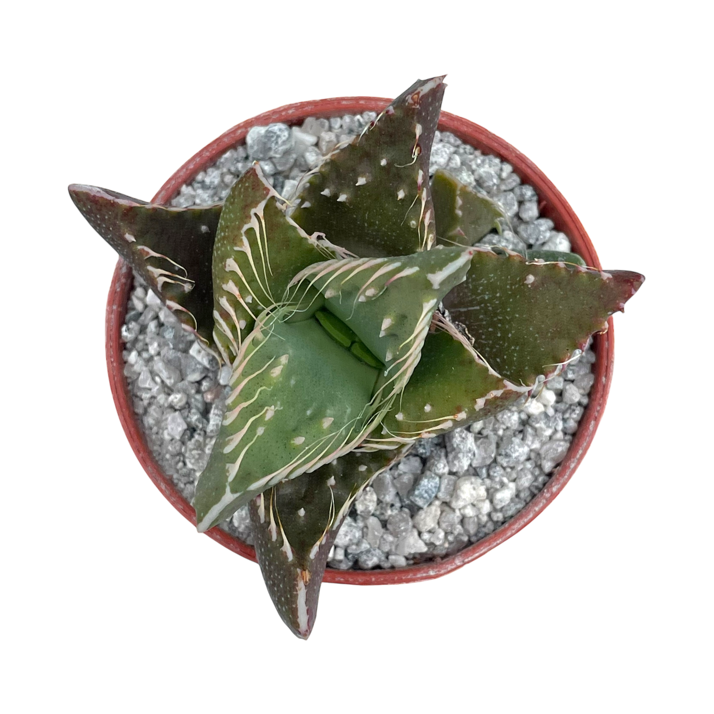 Faucaria tigrina