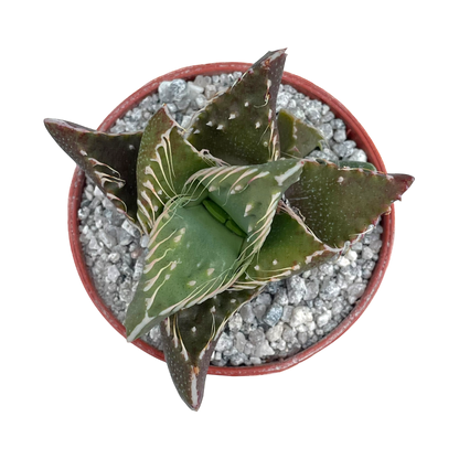 Faucaria tigrina