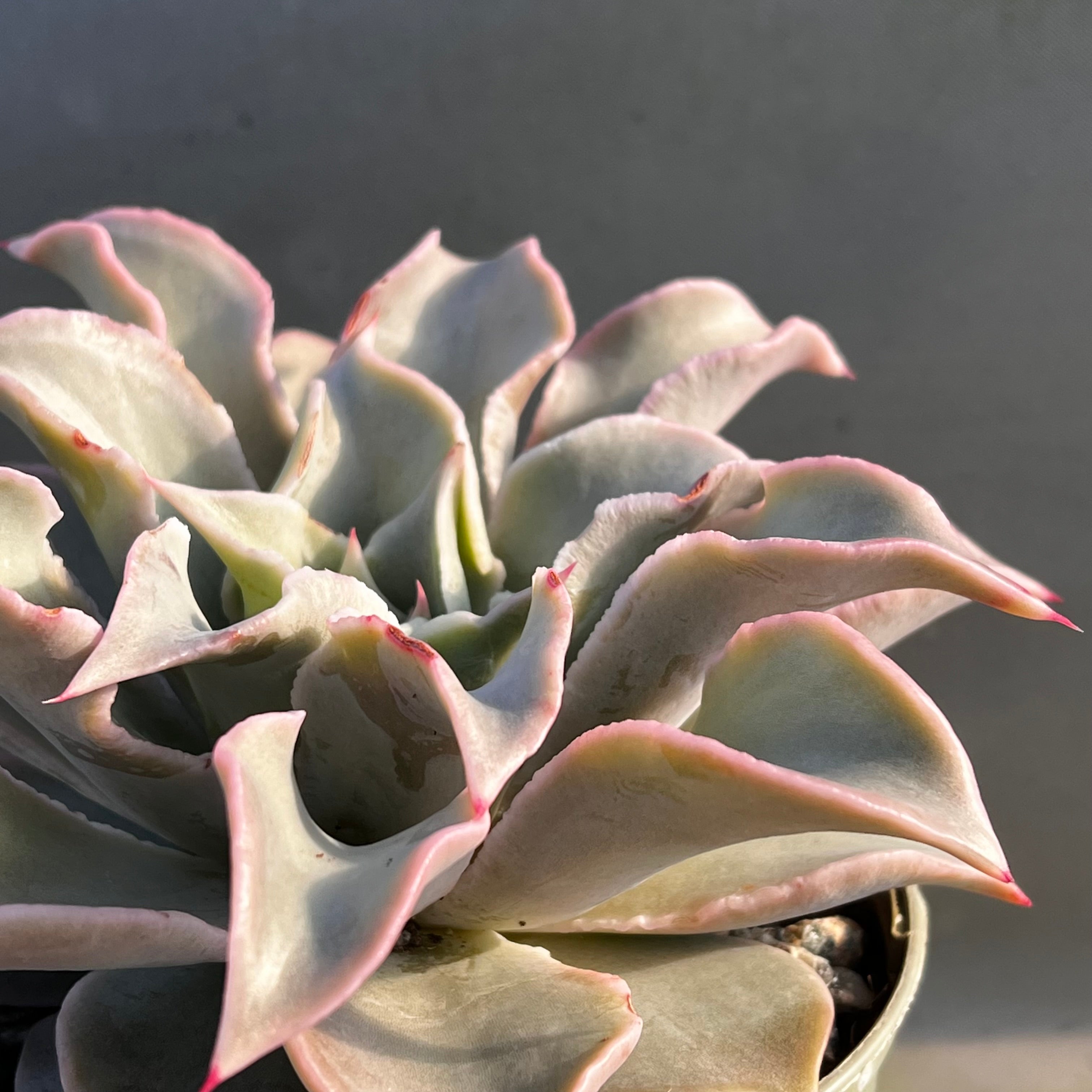 Echeveria 'Madiba'