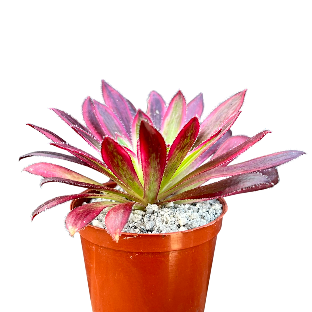 Aeonium 'Firecracker' variegata