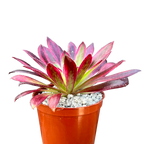 Aeonium 'Firecracker' variegata