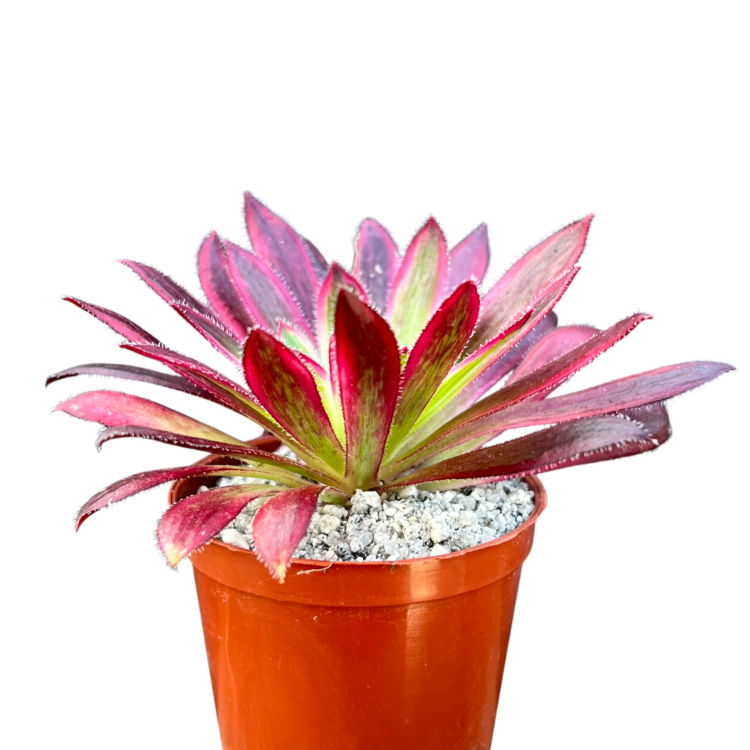 Aeonium 'Firecracker' variegata