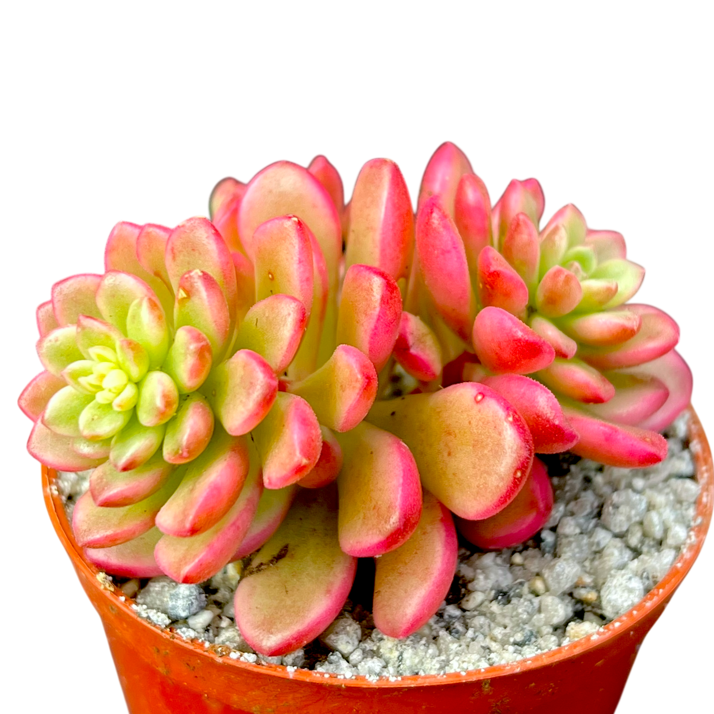 Sedum 'Joyce Tulloch' variegata