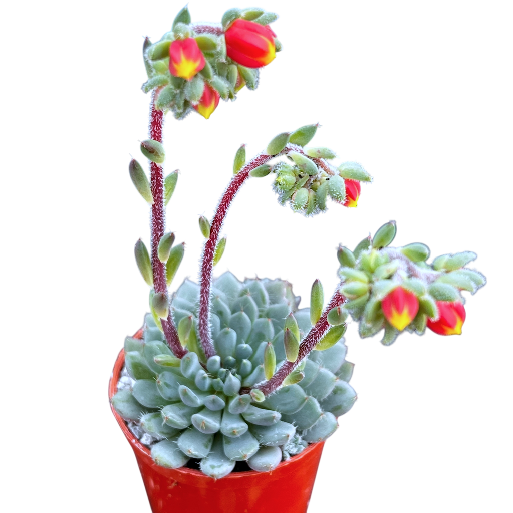 Echeveria setosa var. deminuta