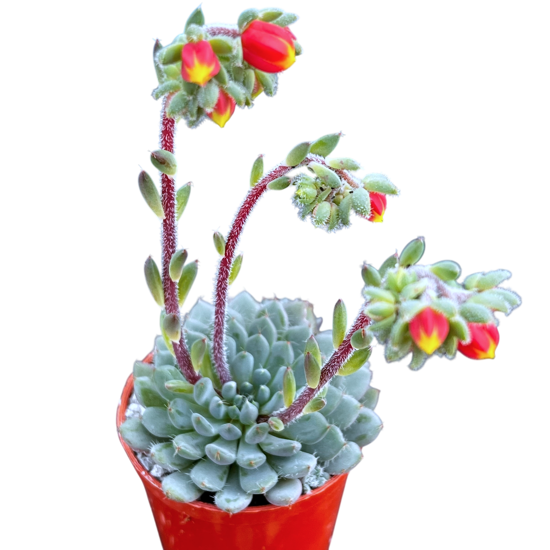 エケベリア・セトーサ・デミヌータ – Surreal Succulents