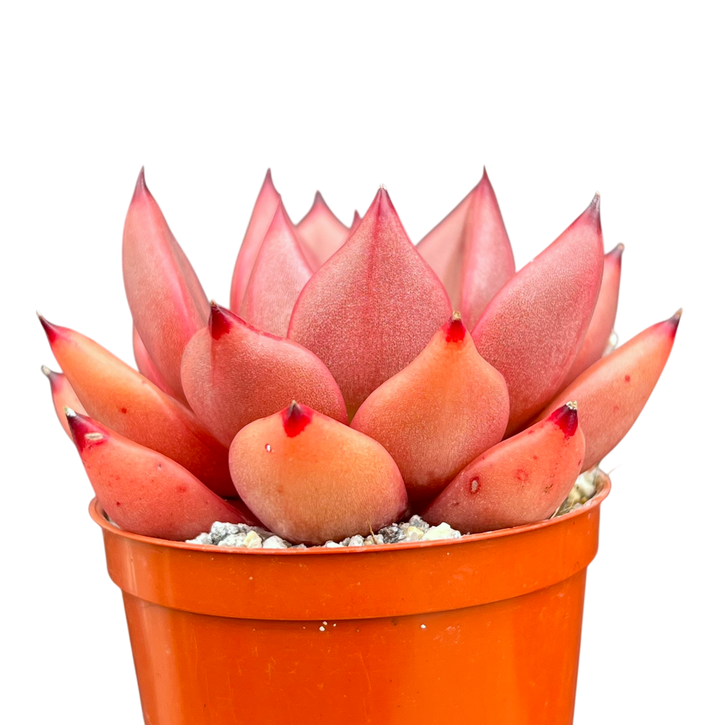 Echeveria agavoides 'Romeo'