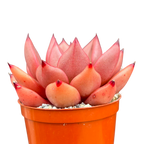 Echeveria agavoides 'Romeo'