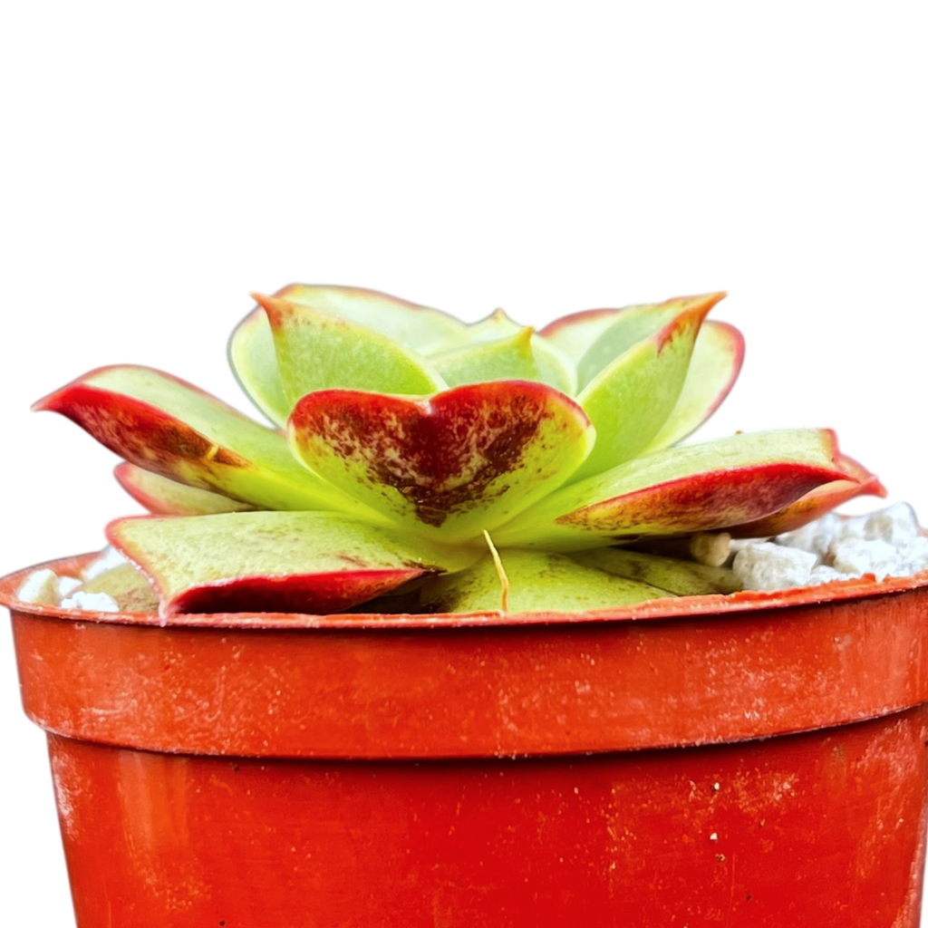 Echeveria longissima