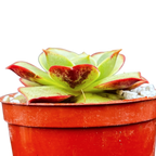 Echeveria longissima