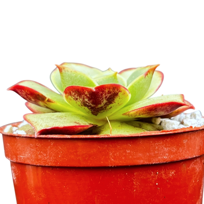 Echeveria longissima