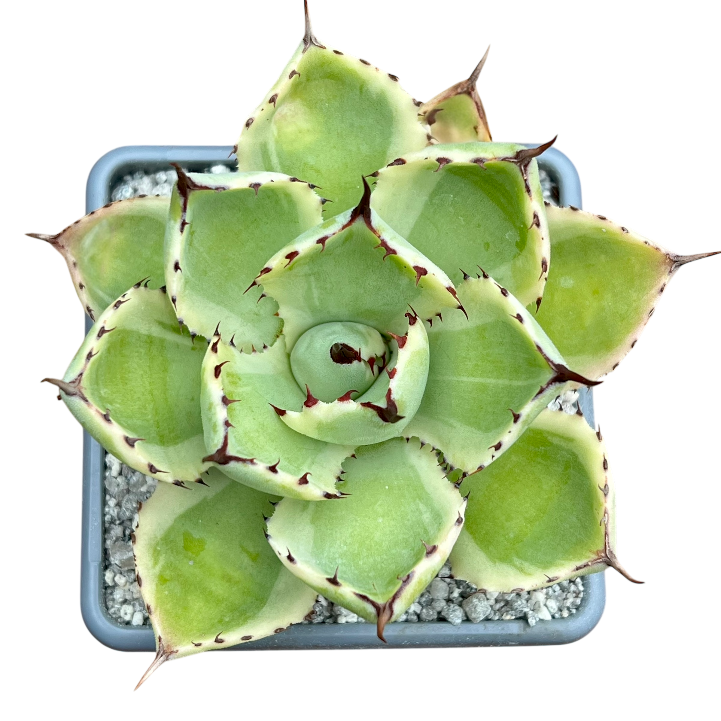 【SPRING SALE】Bアガベ・ポタトラム・吉祥冠 アガベ ポタトラム '吉祥冠' – Surreal Succulents