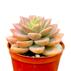 x Graptoveria 'Acaulis'